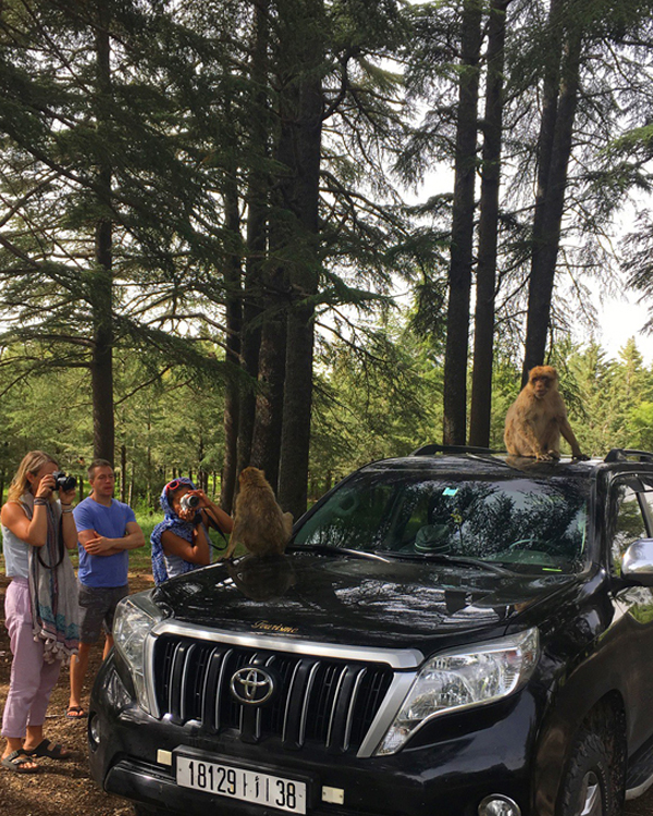 DAY TRIP FEZ TO MIDDLE ATLAS MOUNTAINS
